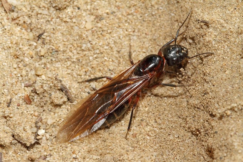 Black horse ant