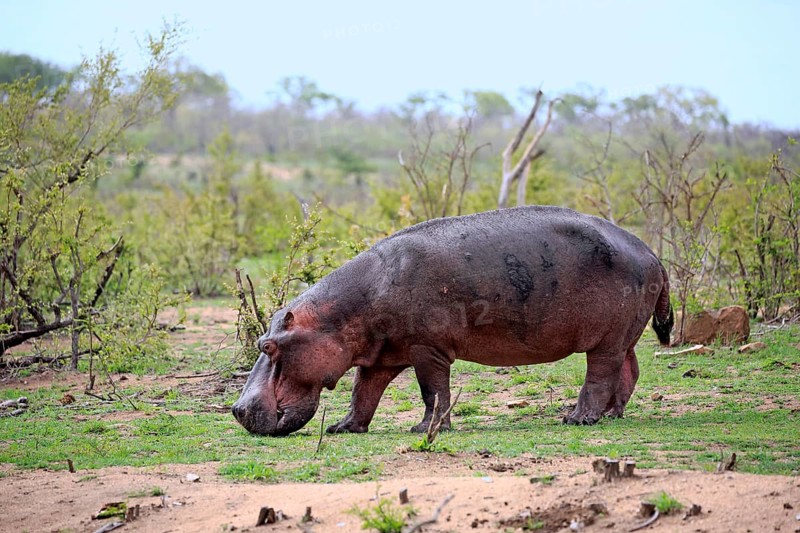Hippopotamus