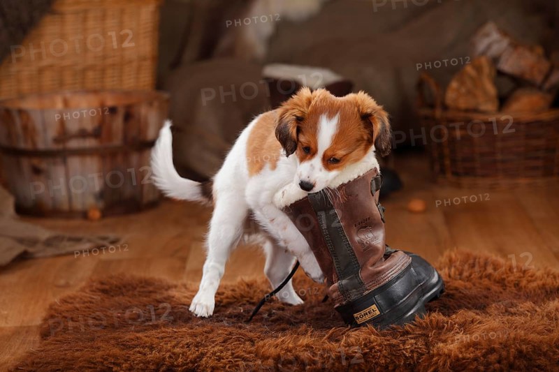 Kooikerhondje