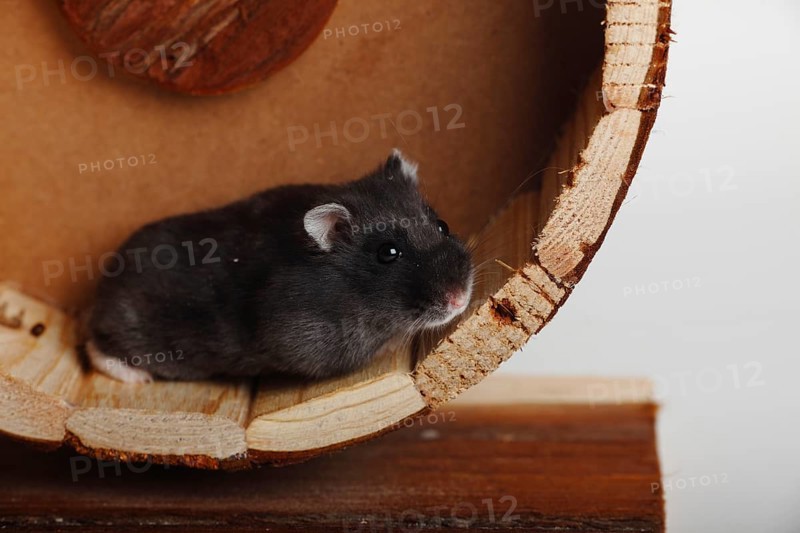 Djungarian hamster
