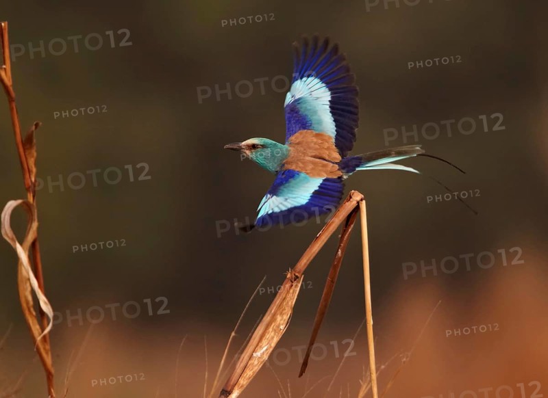 Abyssinian Roller