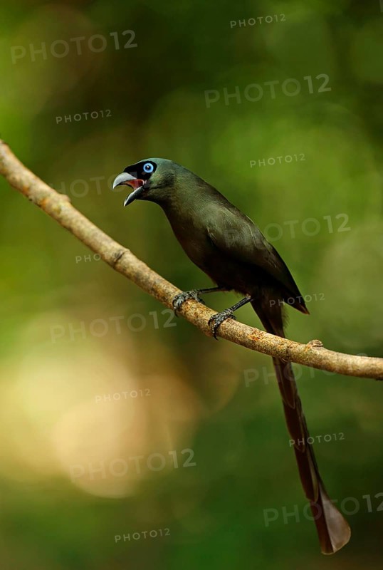 Adult