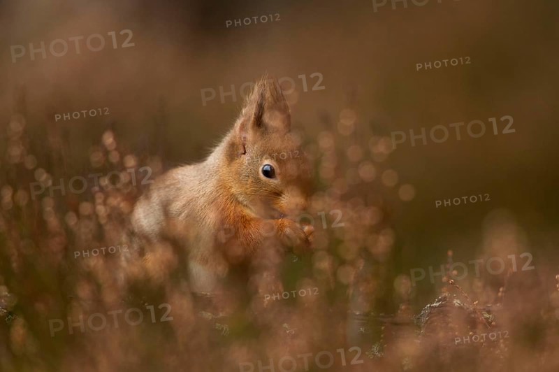 Eurasian red squirrel