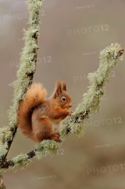 Eurasian red eurasian red squirrel