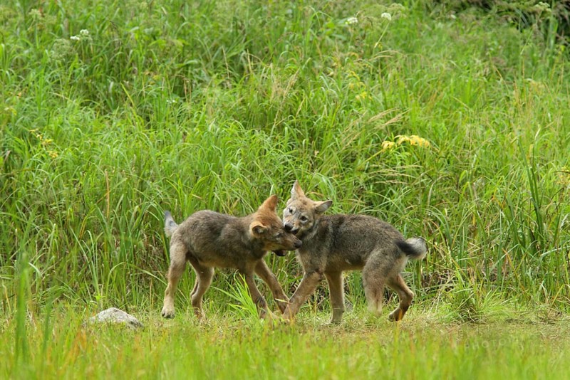 Grey Wolf