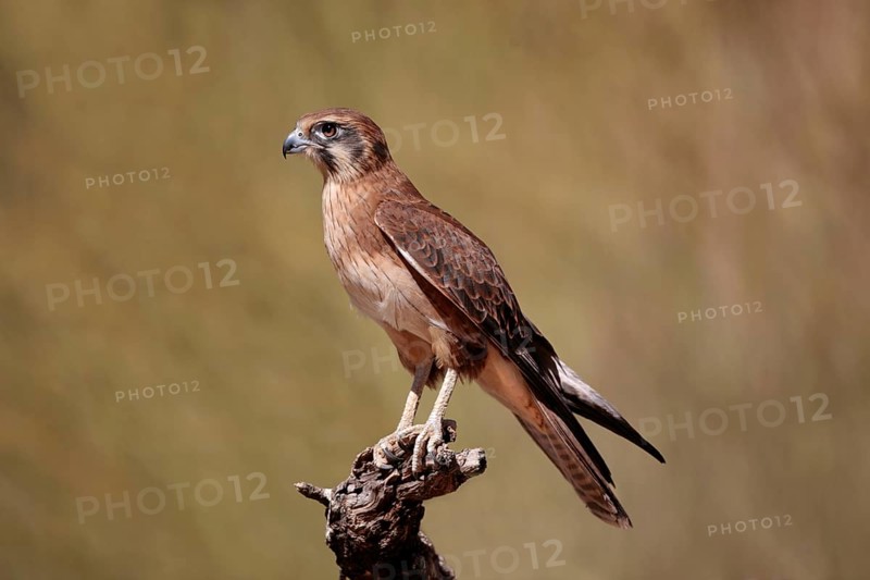Brown Falcon