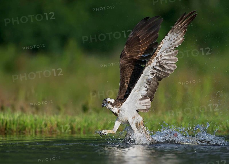 Osprey