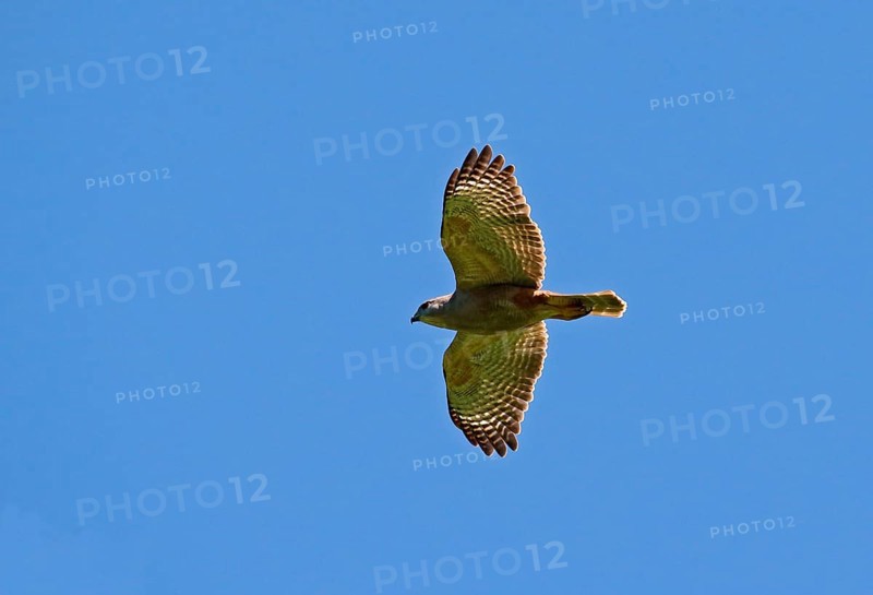 Ridgway's ridgway's hawk