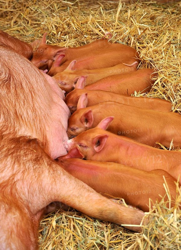 Domestic pig