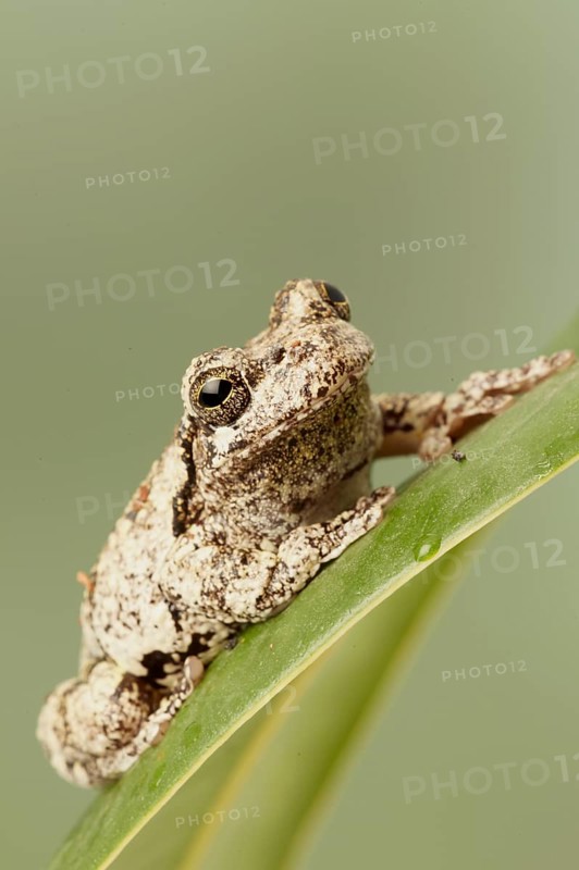 Grey Tree Frog