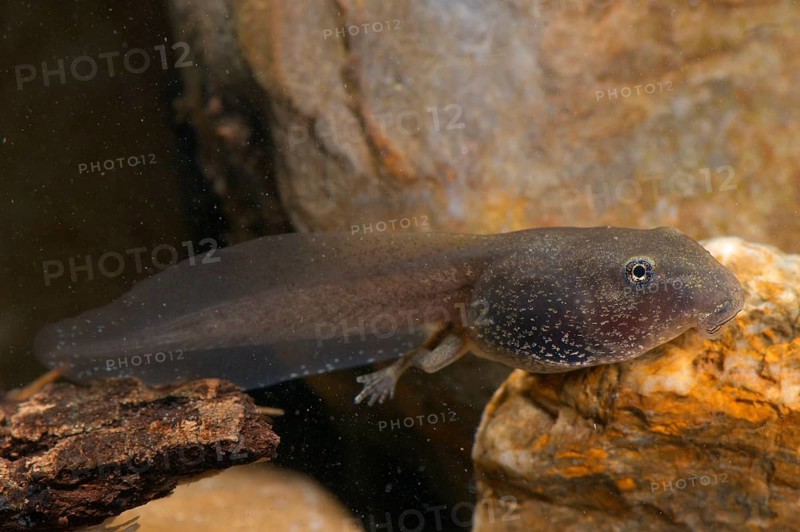 Italian Stream Frog