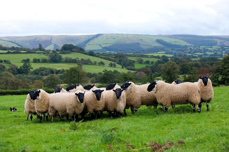 Domestic sheep