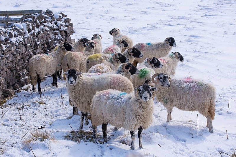 Domestic Sheep