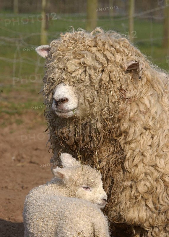 Domestic sheep