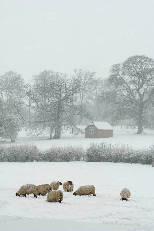 Domestic sheep