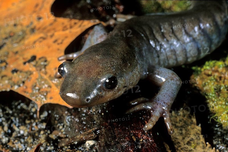 Jefferson's Salamander