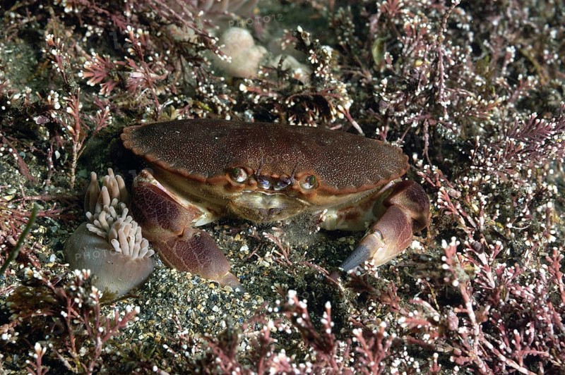 Edible crab