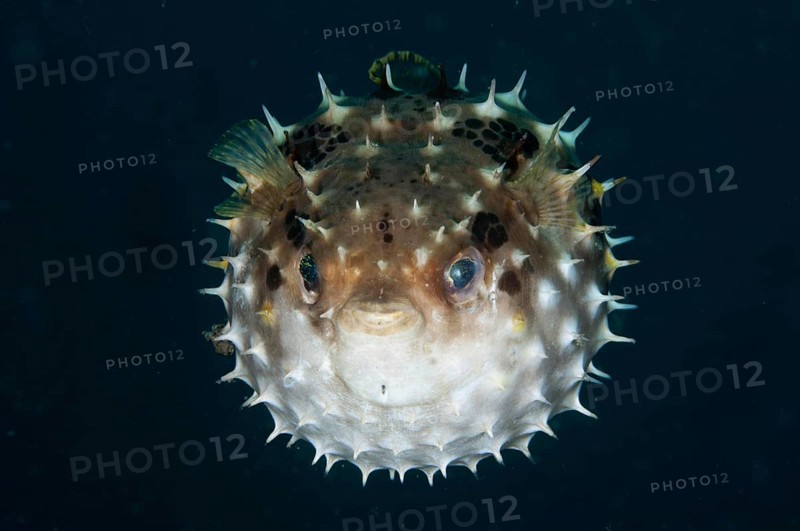 Orbicular burrfish