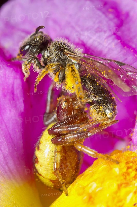 Napoleon Crab Spider
