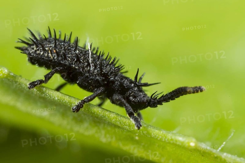 Hispella atra