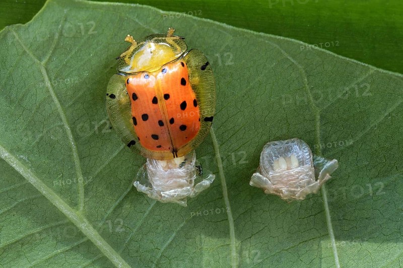 Orange Tortoise Beetle