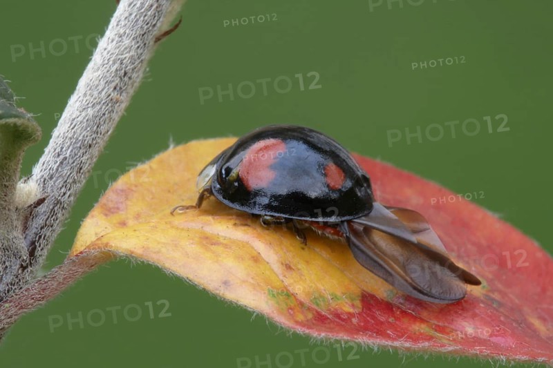 Asian Ladybird