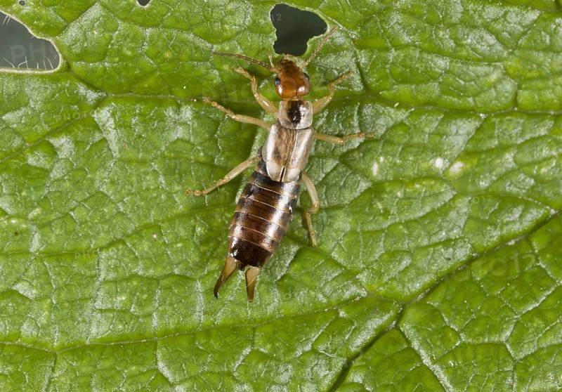 Common earwig