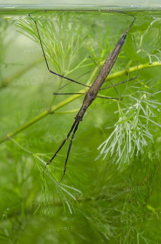 Water stick insect