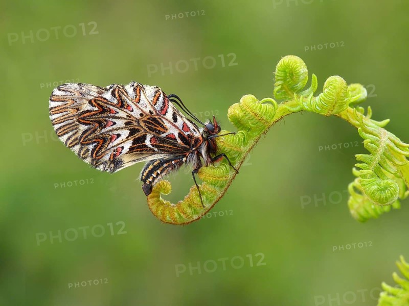 Southern festoon