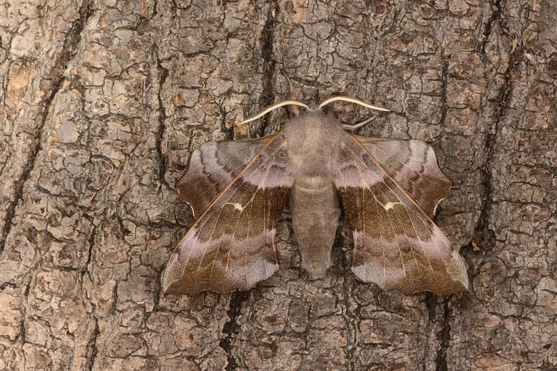Poplar Hawkmoth