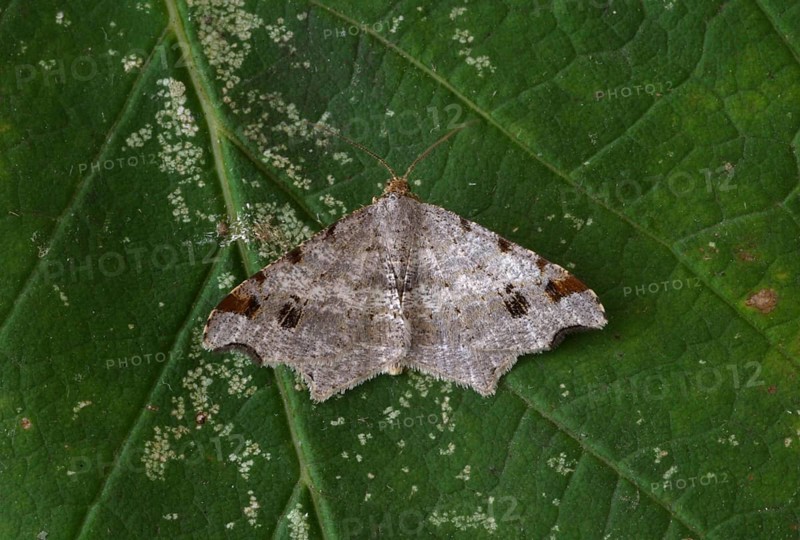 Macaria alternata