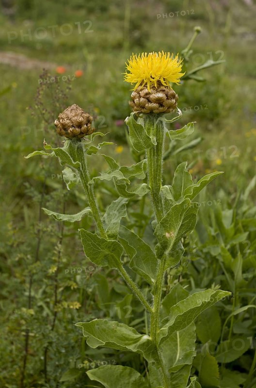 Armenian Basketflower