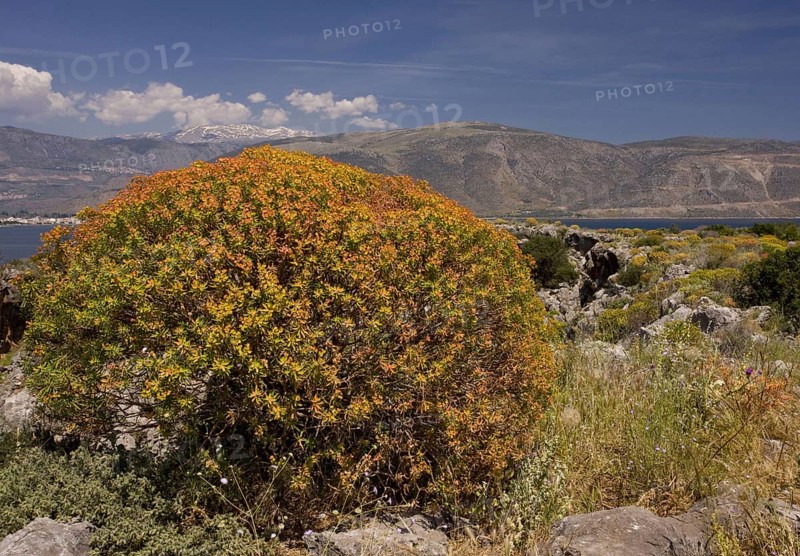 Tree spurge