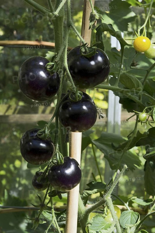 Tomato