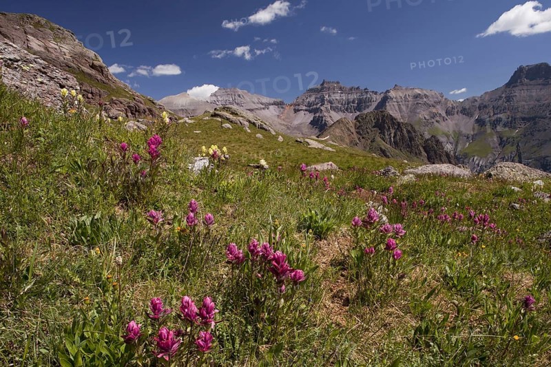 Hayden's Indian Paintbrush