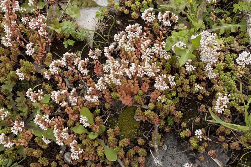 White Stonecrop