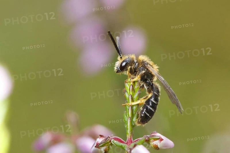 Orange-legged orange-legged furrow-bee