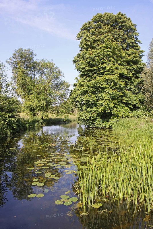 River habitat with waterlilies and riverside Horse Chestnut