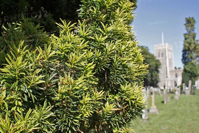 Irish Yew
