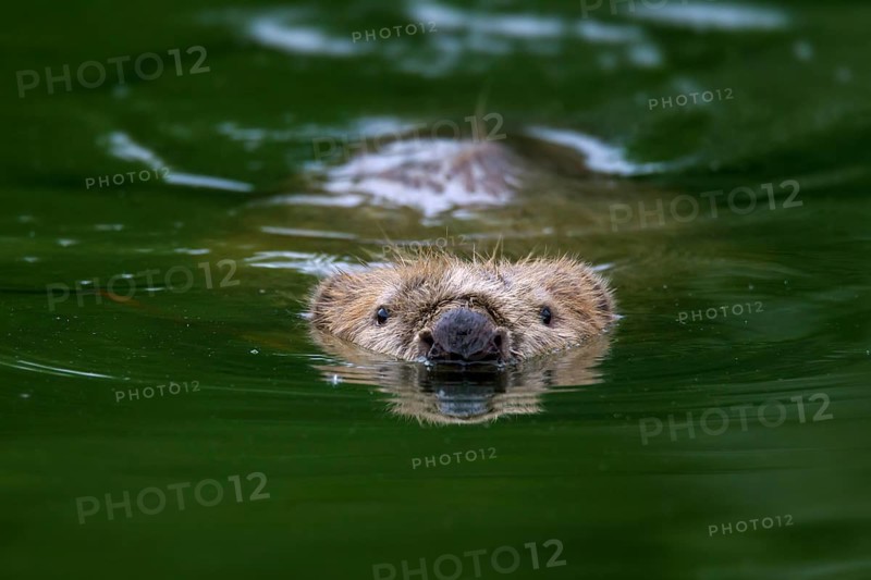 Eurasian beaver