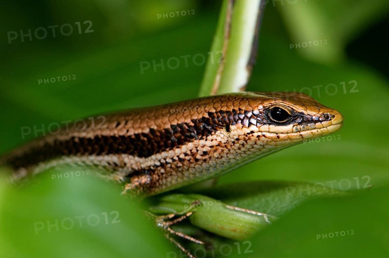 Central American Mabuje