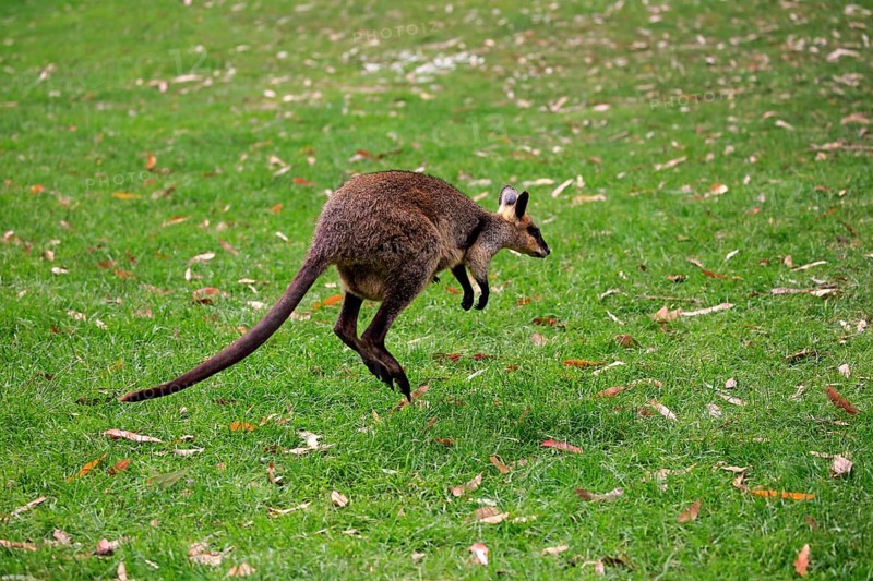 Agile wallaby