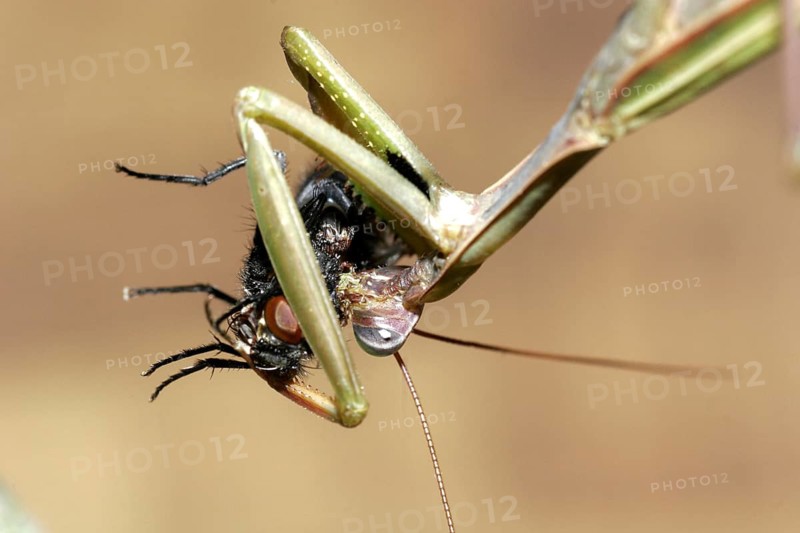 Praying mantis