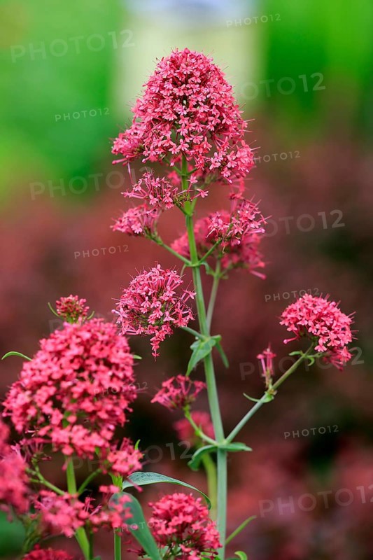 Red red valerian