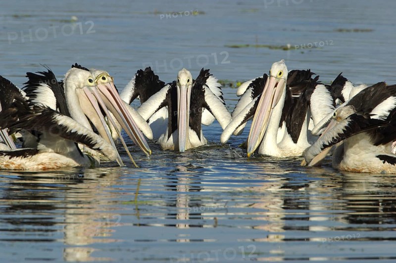 Australian pelican