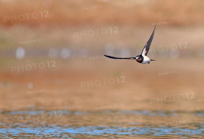 Barn Swallow