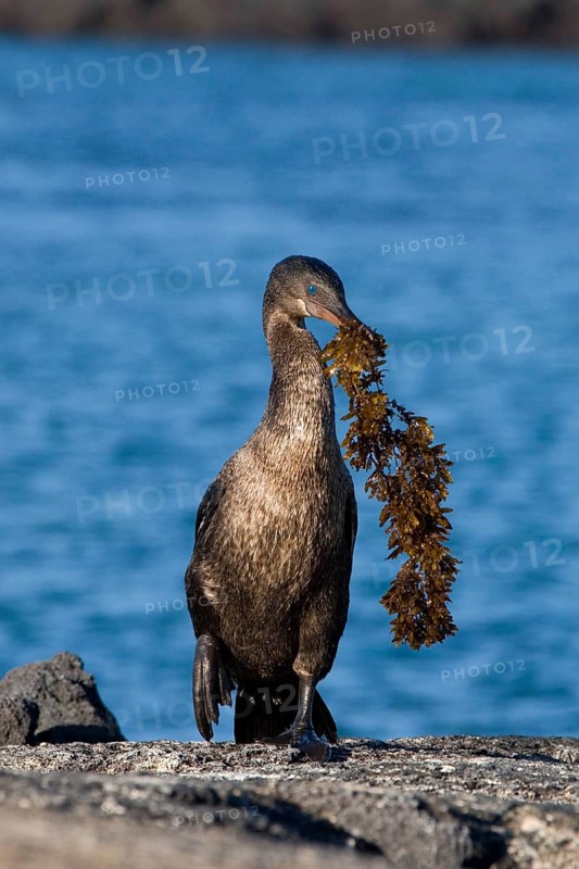Flightless cormorant carries algae back to the nest