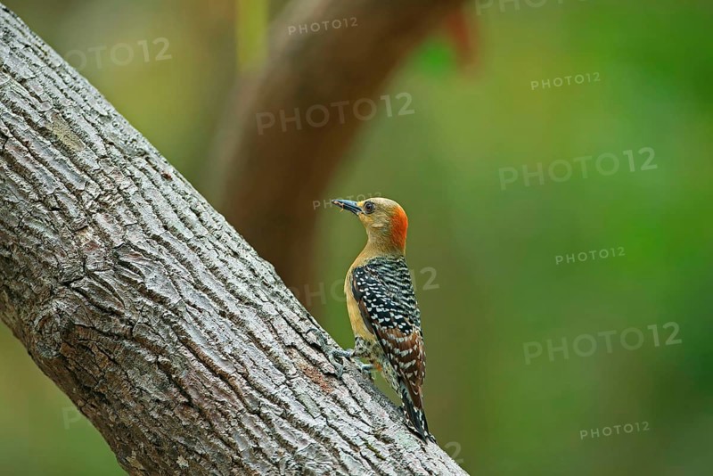 Red-crowned Woodpecker
