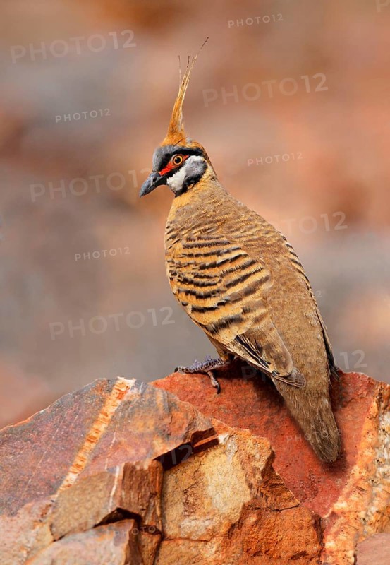 Spinifex Pigeon