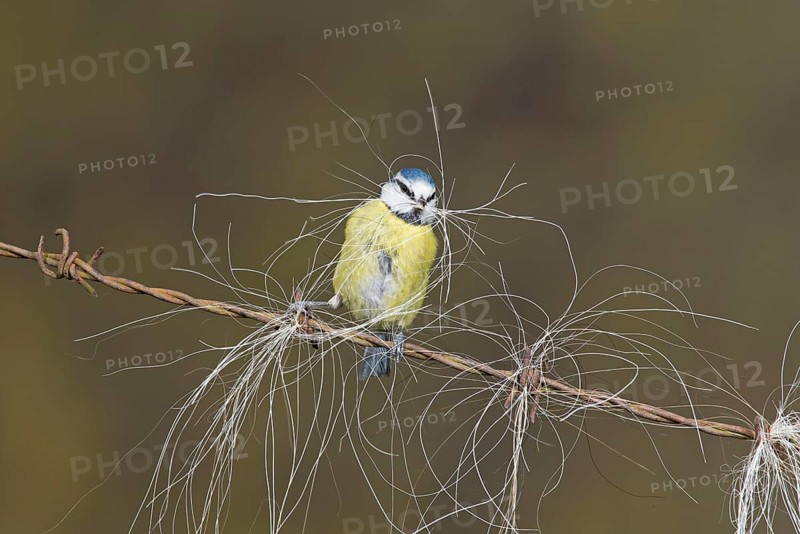 Blue Tit